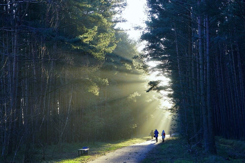 Nature Walk in the Woods